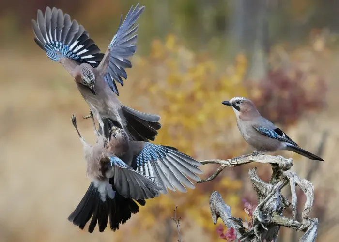 Framed Print : Jay (Garrulus glandarius), two fighting in mid-air with another observing. Norway Framed Print : Jay (Garrulus glandarius), two fighting in mid-air with another observing. Norway