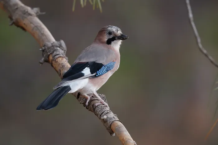 Framed Print : Jay (Garrulus glandarius) perched on a branch, La Rioja, Spain. August Framed Print : Jay (Garrulus glandarius) perched on a branch, La Rioja, Spain. August