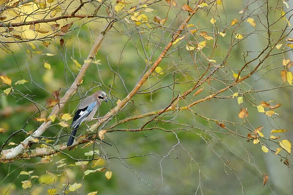 Jay (Garrulus glandarius) perched on branch with birch with autumn leaves, Kent, UK