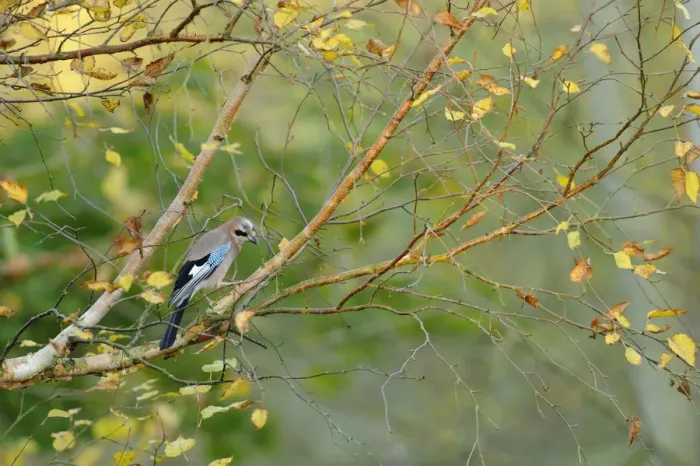 Framed Print : Jay (Garrulus glandarius) perched on branch with birch with autumn leaves, Kent, UK Framed Print : Jay (Garrulus glandarius) perched on branch with birch with autumn leaves, Kent, UK