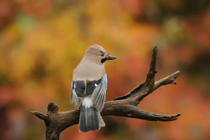 Framed Print : Jay (Garrulus glandarius) perched on dead branch in autumn, Kent, UK. October 2012 Framed Print : Jay (Garrulus glandarius) perched on dead branch in autumn, Kent, UK. October 2012