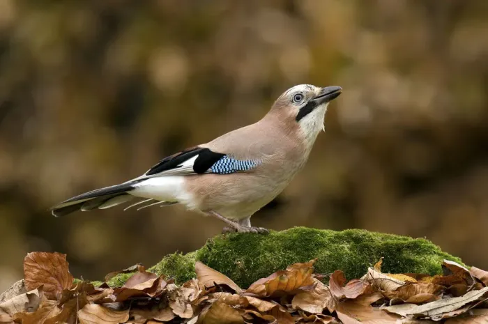Framed Print : Jay (Garrulus glandarius) perched on tree root in Beech wood, Hertfordshire, England Framed Print : Jay (Garrulus glandarius) perched on tree root in Beech wood, Hertfordshire, England