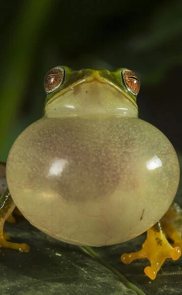 Jayarami Bush frog (Raorchestes jayarami), inflating vocal sac, calling to attract mate