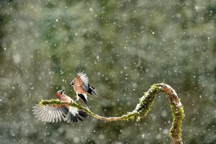 Framed Print : Jays (Garrullus glandarius) fighting for food in winter in snow, Lorraine, France, February Framed Print : Jays (Garrullus glandarius) fighting for food in winter in snow, Lorraine, France, February