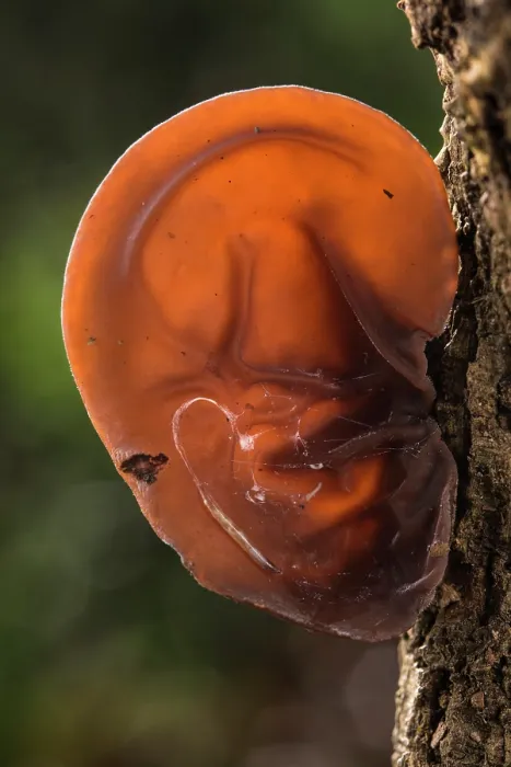 Framed Print : Jelly ear (Auricularia auricula-judae) fungus growing on tree trunk, Rome, Italy. February Framed Print : Jelly ear (Auricularia auricula-judae) fungus growing on tree trunk, Rome, Italy. February