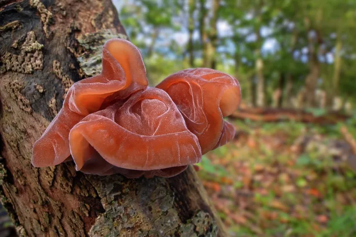 Framed Print : Jelly ear fungus (Auricularia auricula-judae) fruit body on tree stump in forest in autumn, Belgium. October Framed Print : Jelly ear fungus (Auricularia auricula-judae) fruit body on tree stump in forest in autumn, Belgium. October