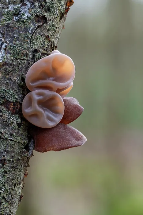 Framed Print : Jelly ear fungus (Auricularia auricula-judae) growing on a branch, Loughgall Country Park, County Armagh, Northern Ireland, UK. February