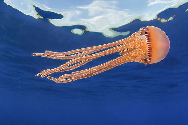 Jellyfish (Thysanostoma sp. ) juvenile, drifting near the surface, Hawaii, Pacific Ocean