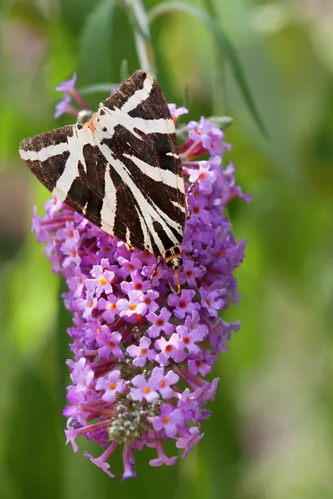 Framed Print : Jersey tiger moth (Euplagia quadripunctaria) on Buddleia flower, La Seigneurie Gardens, Sark, Channel Islands. August Framed Print : Jersey tiger moth (Euplagia quadripunctaria) on Buddleia flower, La Seigneurie Gardens, Sark, Channel Islands. August