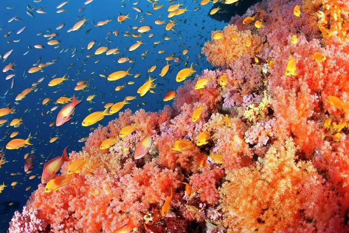 Framed Print : Jewel basslet (Pseudanthias squamipinnis) shoal swimming amongst soft coral, Maldives, Indian Ocean Framed Print : Jewel basslet (Pseudanthias squamipinnis) shoal swimming amongst soft coral, Maldives, Indian Ocean