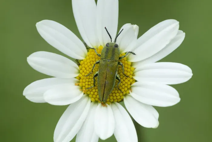 Framed Print : Jewel beetle (Anthaxia hungarica) on aster flower, South of Casteil, French Pyrenees, France Framed Print : Jewel beetle (Anthaxia hungarica) on aster flower, South of Casteil, French Pyrenees, France