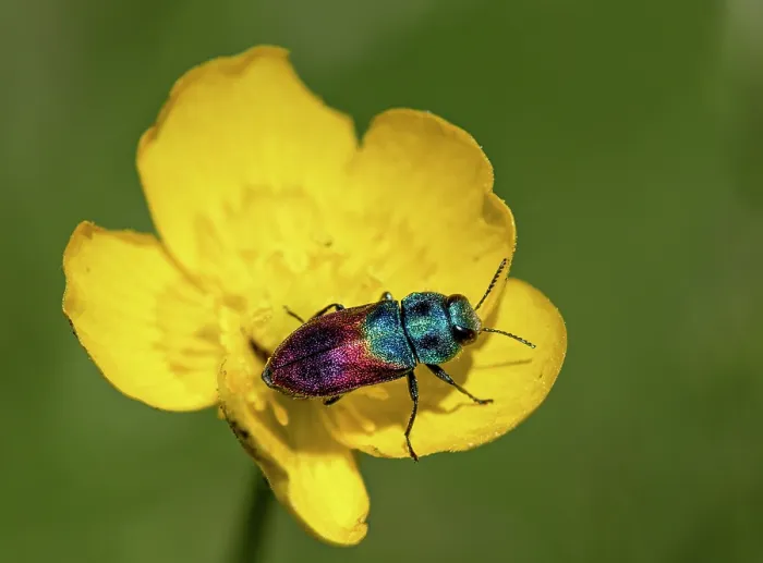 Framed Print : Jewel beetle (Anthaxia salicis) resting on Buttercup (Ranunculus sp.) flower, Upper Bavaria, Germany Framed Print : Jewel beetle (Anthaxia salicis) resting on Buttercup (Ranunculus sp.) flower, Upper Bavaria, Germany