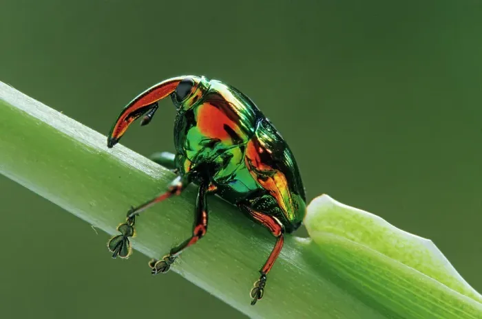 Framed Print : Jewel weevil (Eurhinus magnificus) on stem. El Cielo Biosphere Reserve, Mexico Framed Print : Jewel weevil (Eurhinus magnificus) on stem. El Cielo Biosphere Reserve, Mexico