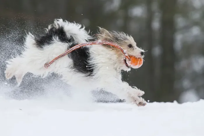 Framed Print : Jogi, a Jack Russell Terrier cross breed, male playing in the snow. Germany Framed Print : Jogi, a Jack Russell Terrier cross breed, male playing in the snow. Germany