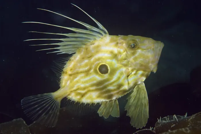 Framed Print : John dory (Zeus faber), Porthkerris Cove, Cornwall, England, UK, June