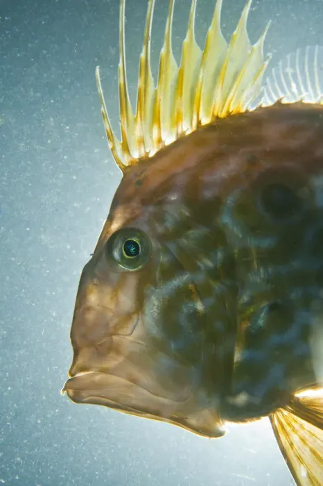 Framed Print : John dory (Zeus faber) portrait, Babbacombe Bay, Devon, UK, October Framed Print : John dory (Zeus faber) portrait, Babbacombe Bay, Devon, UK, October