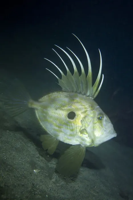 Framed Print : John dory (Zeus faber) profile portrait, Channel Islands, UK October