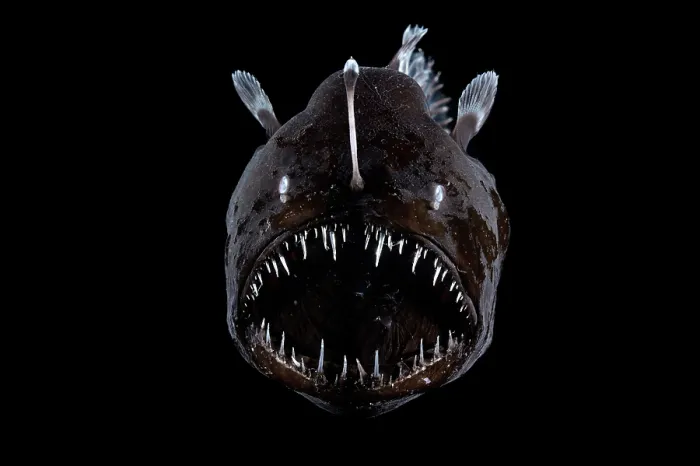 Framed Print : Johnson's abyssal seadevil (Melanocetus johnsonii) female, portrait, observed during RV Sonne, Cruise SO285, South Atlantic Ocean Framed Print : Johnson's abyssal seadevil (Melanocetus johnsonii) female, portrait, observed during RV Sonne, Cruise SO285, South Atlantic Ocean