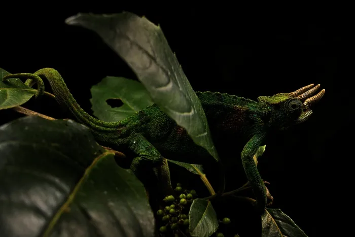 Framed Print : Johnston's chameleon (Trioceros johnstoni) male, camouflaged among the foliage of a tree, Bwindi, Uganda Framed Print : Johnston's chameleon (Trioceros johnstoni) male, camouflaged among the foliage of a tree, Bwindi, Uganda