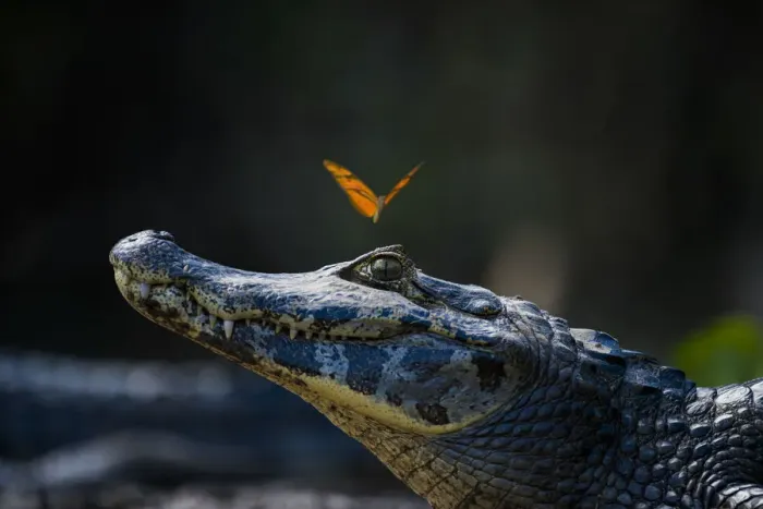 Framed Print : Julia heleconia (Dryas iulia) butterfly on head of Yacare caiman (Caiman yacare) Framed Print : Julia heleconia (Dryas iulia) butterfly on head of Yacare caiman (Caiman yacare)