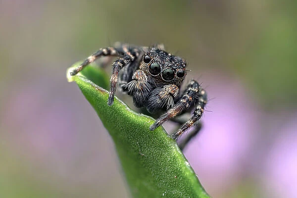 Jumping spider (Hypositticus pubescens) male, resting on leaf, Lucerne, Switzerland. June. Focus stacked