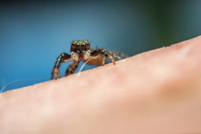 Framed Print : Jumping spider (Marpissa muscosa) juvenile, on a human arm,  Lucerne, Switzerland. April