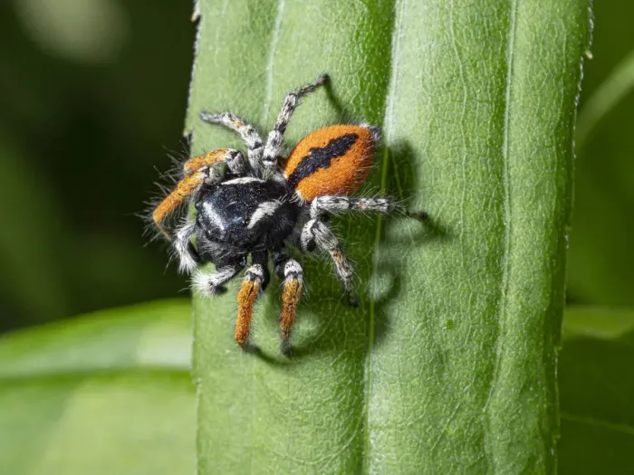 Framed Print : Jumping spider (Philaeus chrysops) Orvieto, Umrbia, Italy, May Framed Print : Jumping spider (Philaeus chrysops) Orvieto, Umrbia, Italy, May