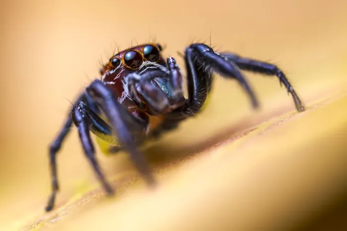Framed Print : Jumping spider (Salticidae) hunting among vegetation, San Jose, Costa Rica Framed Print : Jumping spider (Salticidae) hunting among vegetation, San Jose, Costa Rica