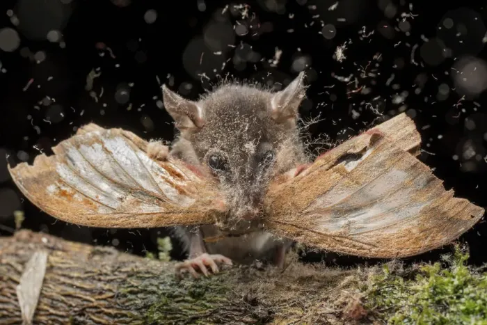Framed Print : Juvenile Andean mouse opossum (Marmosops impavidus) eating a moth, El Oro, Ecuador Framed Print : Juvenile Andean mouse opossum (Marmosops impavidus) eating a moth, El Oro, Ecuador