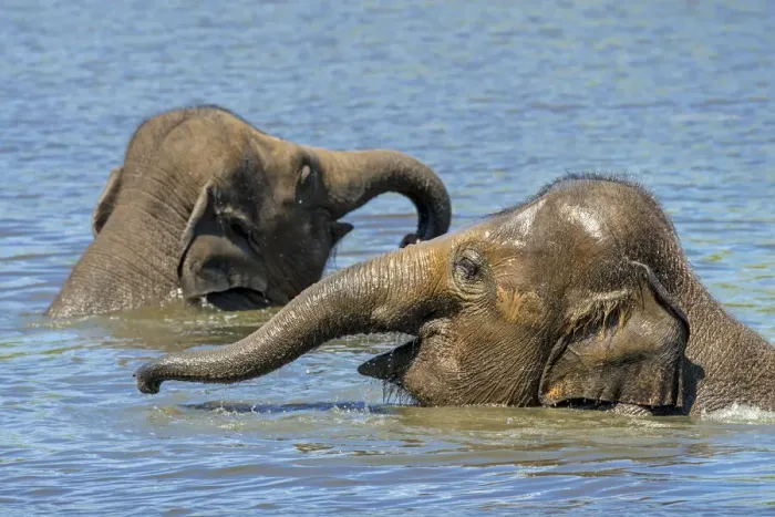 Framed Print : Two juvenile Asian elephants (Elephas maximus) having fun bathing and playing in river Framed Print : Two juvenile Asian elephants (Elephas maximus) having fun bathing and playing in river