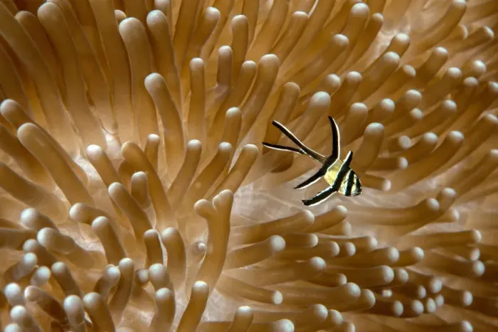 Framed Print : Juvenile Banggai cardinalfish (Pterapogon kauderni) with sea anemone (Heteractis magnifica) Framed Print : Juvenile Banggai cardinalfish (Pterapogon kauderni) with sea anemone (Heteractis magnifica)