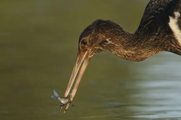 Framed Print : Juvenile Black stork (Ciconia nigra) with fish in beak, Elbe Biosphere Reserve, Lower Saxony