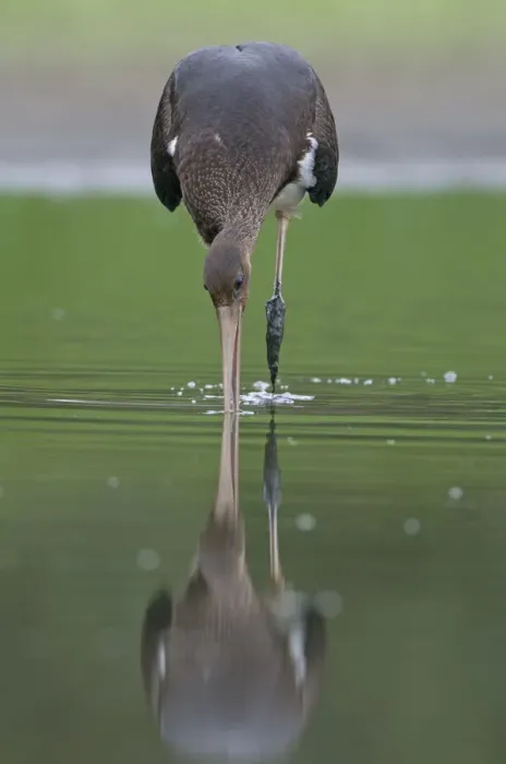 Framed Print : Juvenile Black stork (Ciconia nigra) hunting for fish, Elbe Biosphere Reserve, Lower Saxony