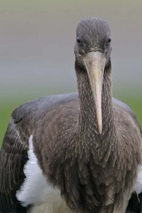 Framed Print : Juvenile Black stork (Ciconia nigra) portrait, Elbe Biosphere Reserve, Lower Saxony