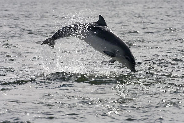 Juvenile Bottlenose dolphin (Tursiops truncatus) breaching, Moray Firth, Inverness-shire