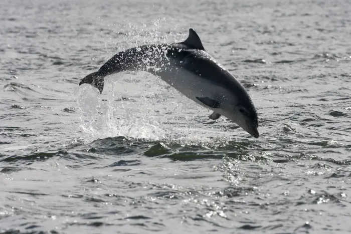 Framed Print : Juvenile Bottlenose dolphin (Tursiops truncatus) breaching, Moray Firth, Inverness-shire