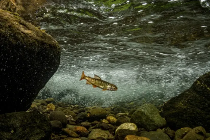 Framed Print : Juvenile Coho salmon (Oncorhynchus kisutch) resting in an eddy of the fast-moving Campbell River, Vancouver Island, British Columbia, Canada Framed Print : Juvenile Coho salmon (Oncorhynchus kisutch) resting in an eddy of the fast-moving Campbell River, Vancouver Island, British Columbia, Canada