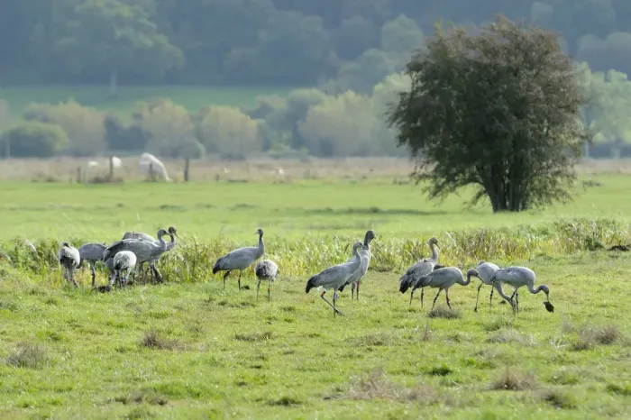 Framed Print : Juvenile Common  /  Eurasian cranes (Grus grus) recently released by the Great Crane