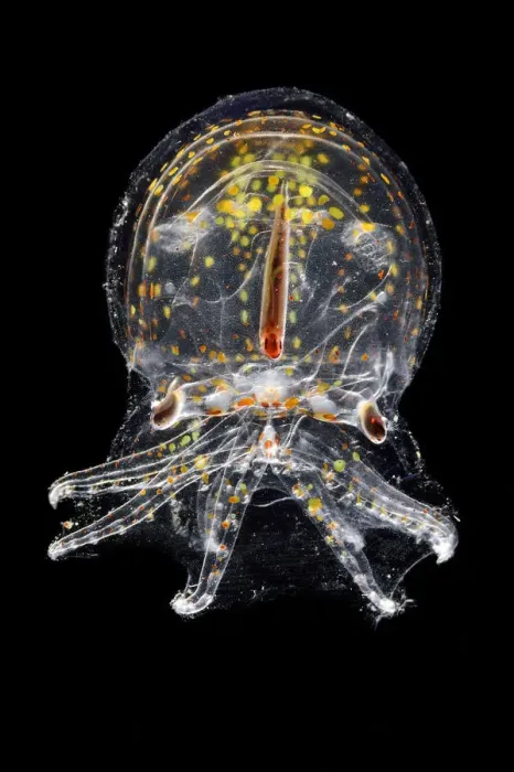Framed Print : Juvenile deep water pelagic octopus (Vitreledonella richardi) semi-translucent species Framed Print : Juvenile deep water pelagic octopus (Vitreledonella richardi) semi-translucent species