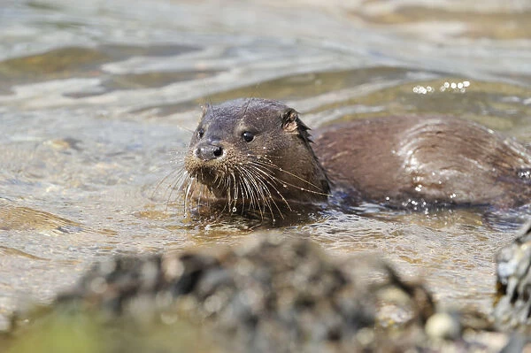 Juvenile European river otter (Lutra lutra) close to shore, Loch Sunart, Scotland