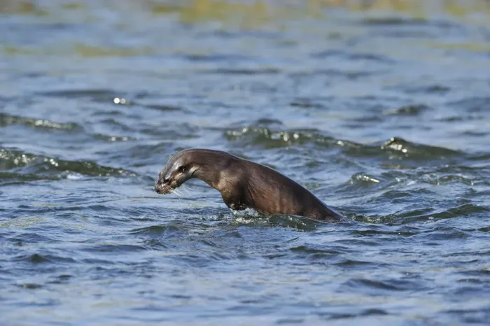 Framed Print : Juvenile European river otter (Lutra lutra) fishing by porpoising, River Tweed, Scotland Framed Print : Juvenile European river otter (Lutra lutra) fishing by porpoising, River Tweed, Scotland