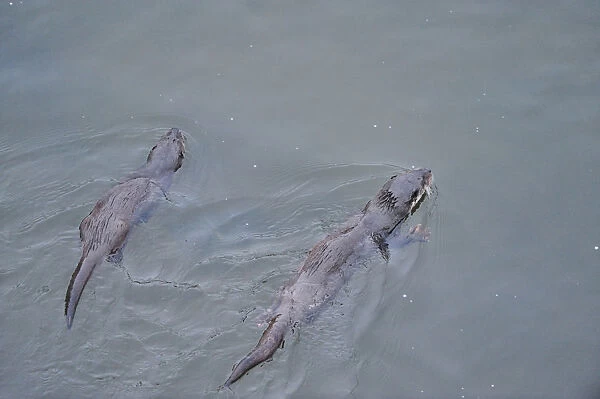 Juvenile European river otters (Lutra lutra) fishing in River Tweed, Scotland, February