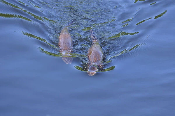 Two juvenile European river otters (Lutra lutra) returning to holt after fishing
