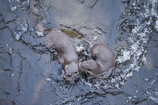 Two juvenile European river otters (Lutra lutra) playing in rapids beneath bridge over River Tweed