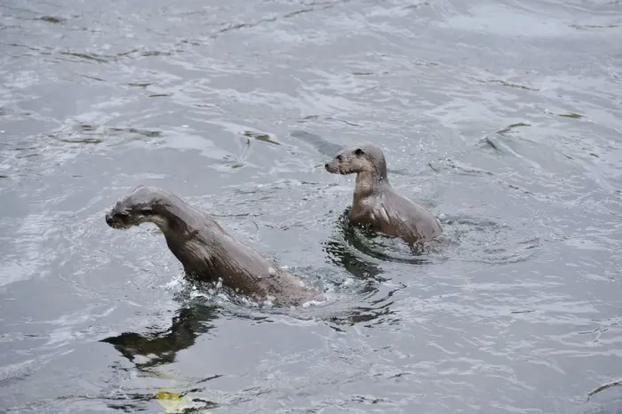 Framed Print : Two juvenile European river otters (Lutra lutra) fishing / foraging by porpoising Framed Print : Two juvenile European river otters (Lutra lutra) fishing / foraging by porpoising