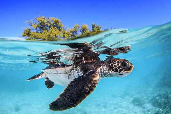 Juvenile Green turtle (Chelonia mydas) swimming near the surface, split level view, Fakarava atoll lagoon, Tuamotu Archipelago, French Polynesia, Pacific Ocean