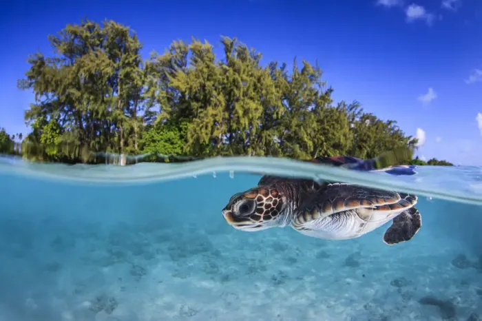 Framed Print : Juvenile Green turtle (Chelonia mydas) swimming near the surface, split level view Framed Print : Juvenile Green turtle (Chelonia mydas) swimming near the surface, split level view