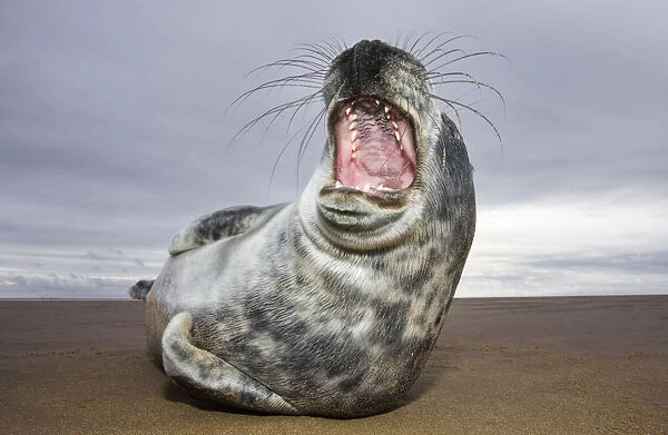 Juvenile Grey Seal {Halichoerus grypus} yawning, Donna Nook, Lincolnshire, England