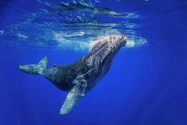 Juvenile Humpback whale (Megaptera novaeangliae) swimming up to the surface, Hawaii, Pacific Ocean