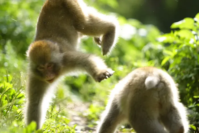 Framed Print : Juvenile Japanese macaques (Macaca fuscata) two years old, playing, Jigokudani, Joshinetsu Kogen NP Framed Print : Juvenile Japanese macaques (Macaca fuscata) two years old, playing, Jigokudani, Joshinetsu Kogen NP
